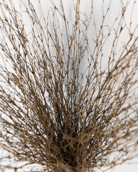 Preview: Reißigbesen Bambusreisig / Ersatz ohne Stiel